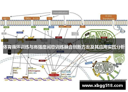 体育循环训练与高强度间歇训练融合创新方案及其应用实践分析